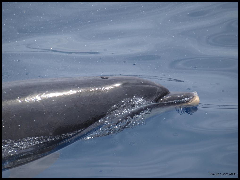 Grands dauphins 
Population residente,
Tenerife, Iles Canaries
Espagne