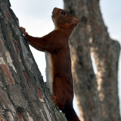 Un écureuil sur le pin