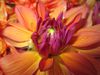 Le chrysanthème, l’ami des jardins