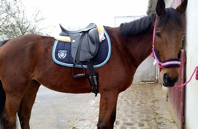 La Fée Sabots : l'équitation au quotidien