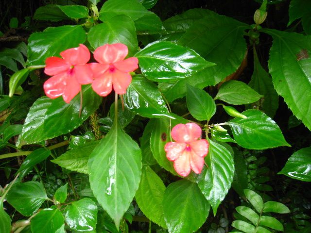 Album - Fleurs-du-Macchu-Picchu---Perou