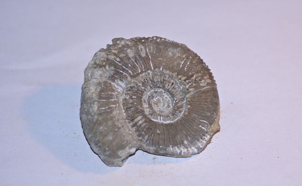ammonites de france 