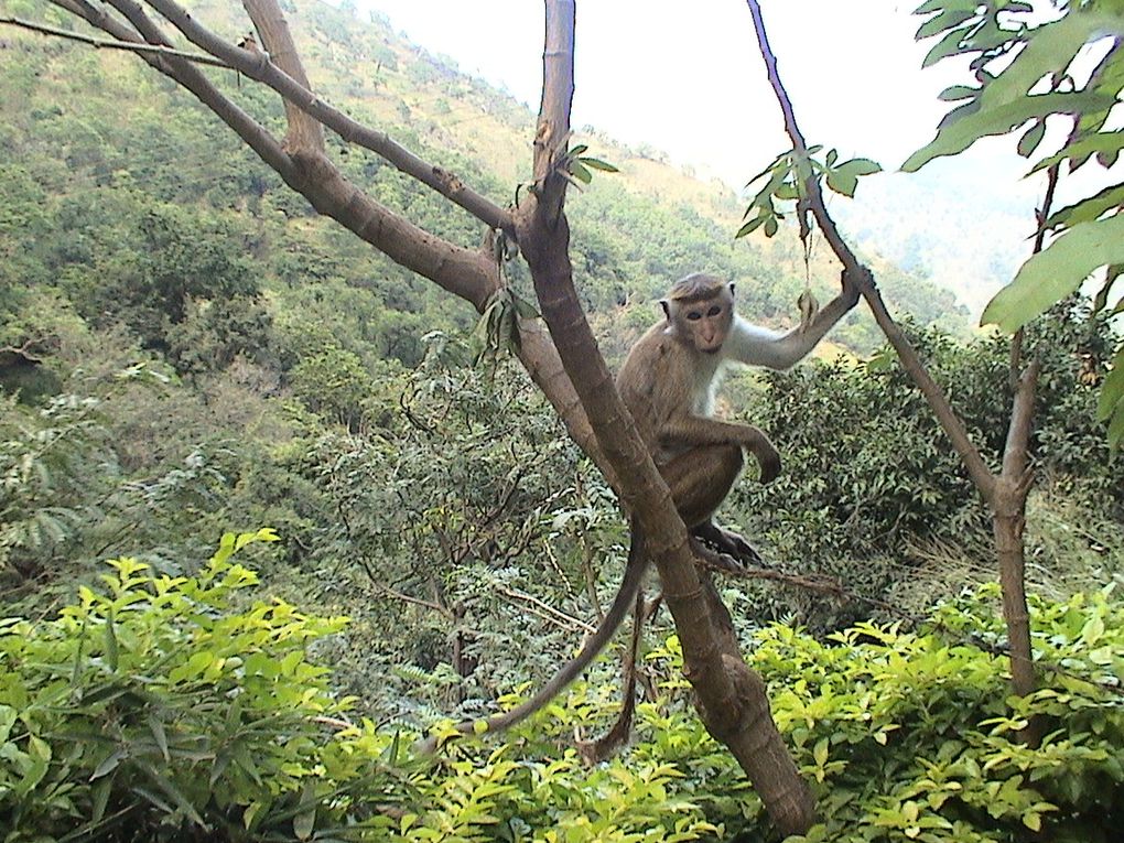 La faune du Sri Lanka