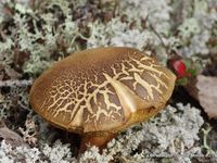 Thé de L'Alaska, champignons, lichens, trace de loup, d'ours...La nature est riche de végétaux 