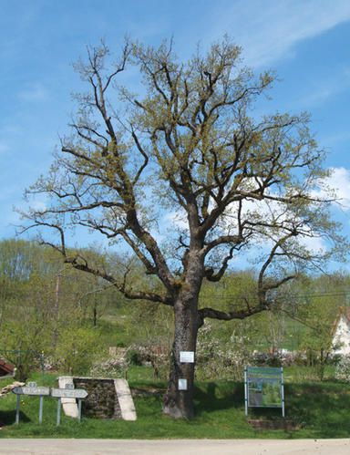 Mes arbres remarquables franc-comtois