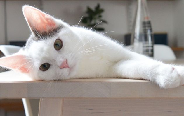  Avoir un chat dans la maison chasse la négativité : Ils chassent les mauvais esprits et sont bons pour l’âme