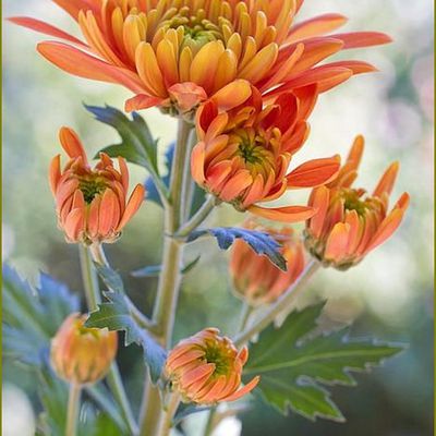 Les fleurs par les grands peintres -  Heidi Smith - Chrysanthèmes