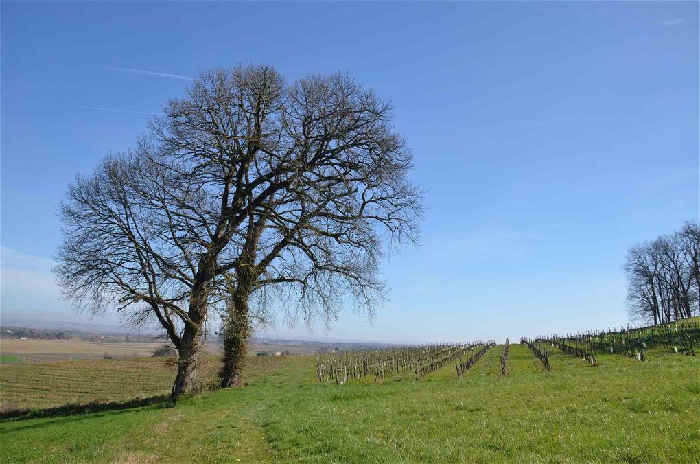 Domaine Émilien Jean, un nouveau regard sur le vignoble Lot-et-Garonnais.