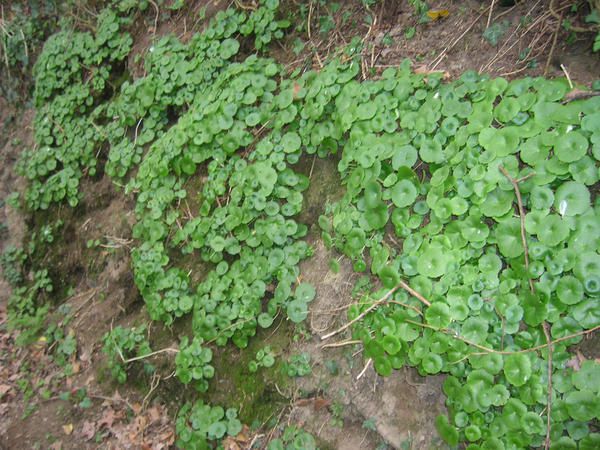 Après la cueillette, quelques bonnes recettes de cuisine sauvage