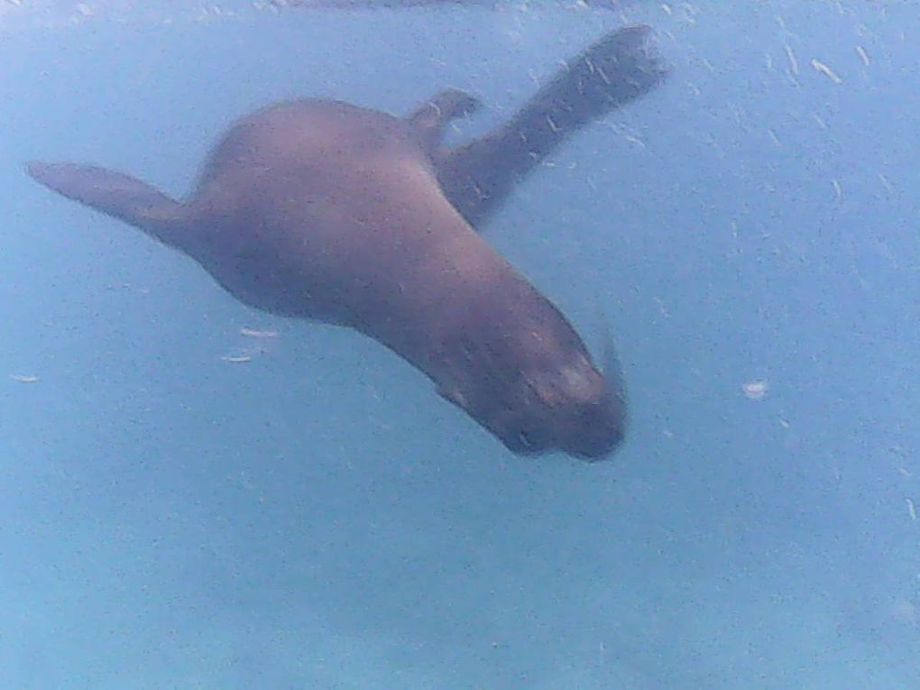 Archipel des Galápagos - un rêve éveillé