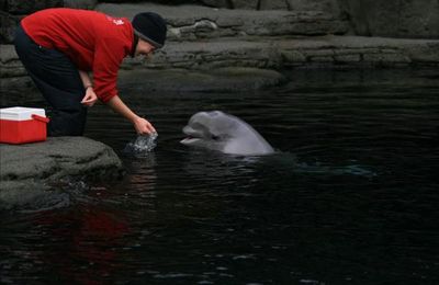 Vancouver aquarium