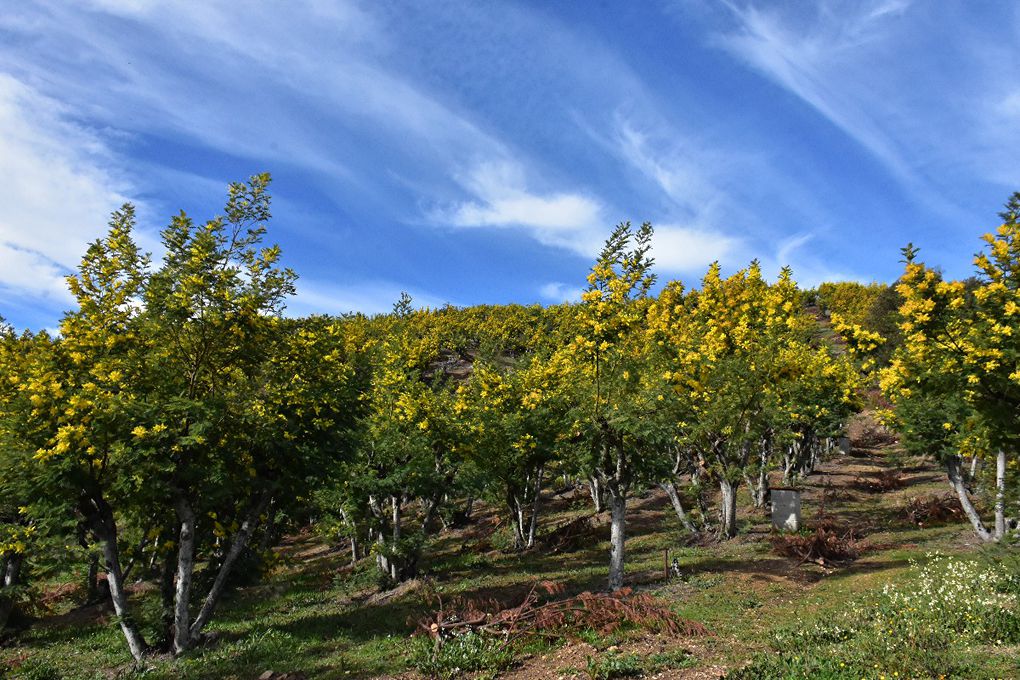 SUR LA ROUTE DU MIMOSA: GRASSE-MANDELIEU