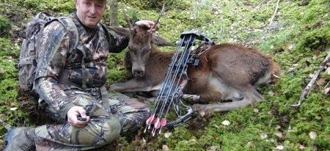 chasse cerf