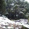 ادا ثلجت فرجت (الثلوج في زرزور