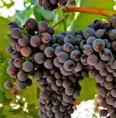 #Tannat Producers Sierra Foothills Vineyards California