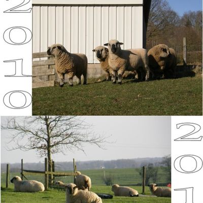 Fin de gestation compliquée