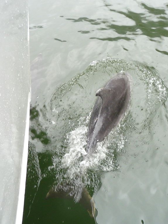 Un diaporama qui vous donnera un rapide apercu de nos huit mois passes dans l'ile du sud de la NZ.