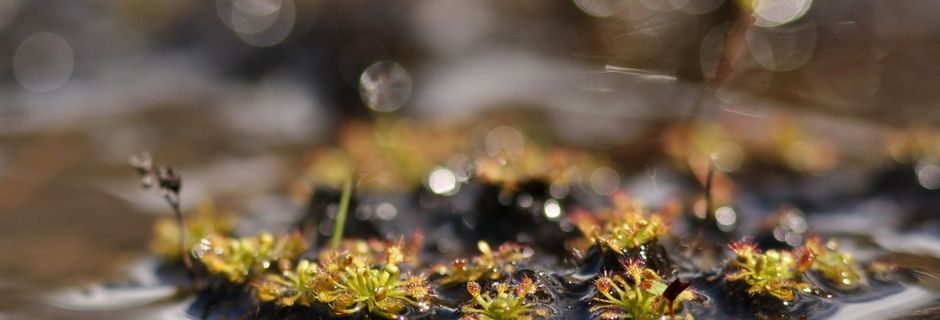 Des plantes carnivores chez nous ?