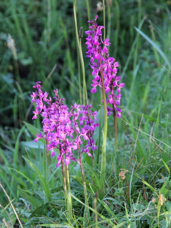 Orchis male