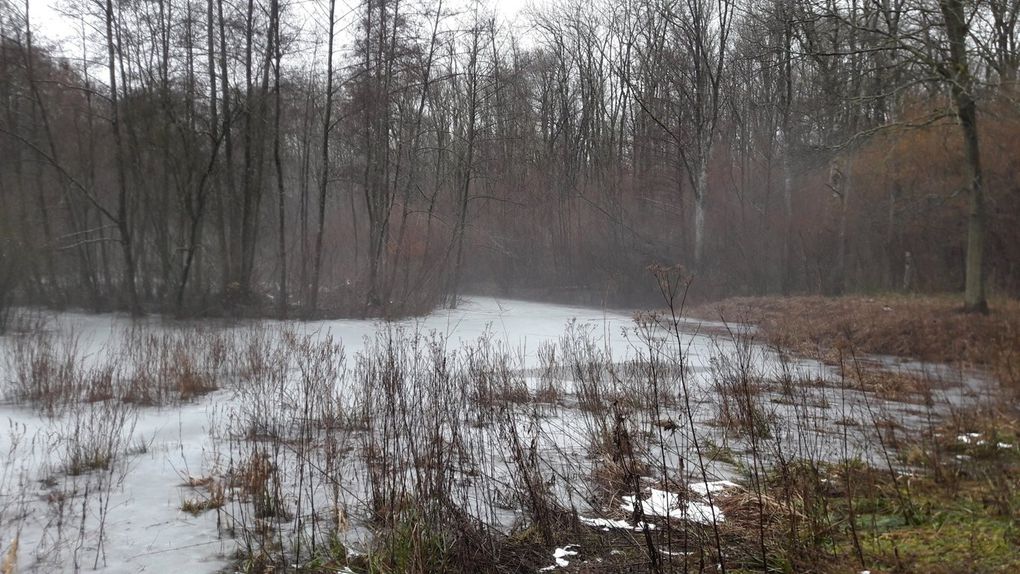 La brume dans le Bois de Morval - Entrée de l'allée couverte du Bois Couturier