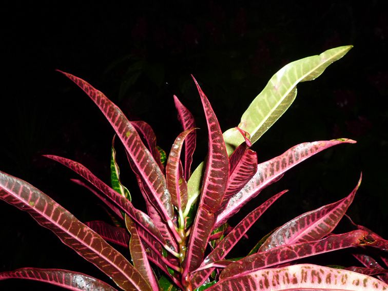 The secret garden of TACACORI EcoLodge