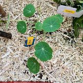 Semis de capucines en potager d'intérieur, essai en 2022 - Le blog botanique de Nanie, petit à petit : un micro jardin urbain en expérimentation
