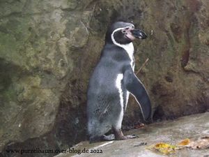 Bonobo, Schneeeule, Flamingos, Gorilla, Mungo, Pelikane, Humboldt-Pinguin