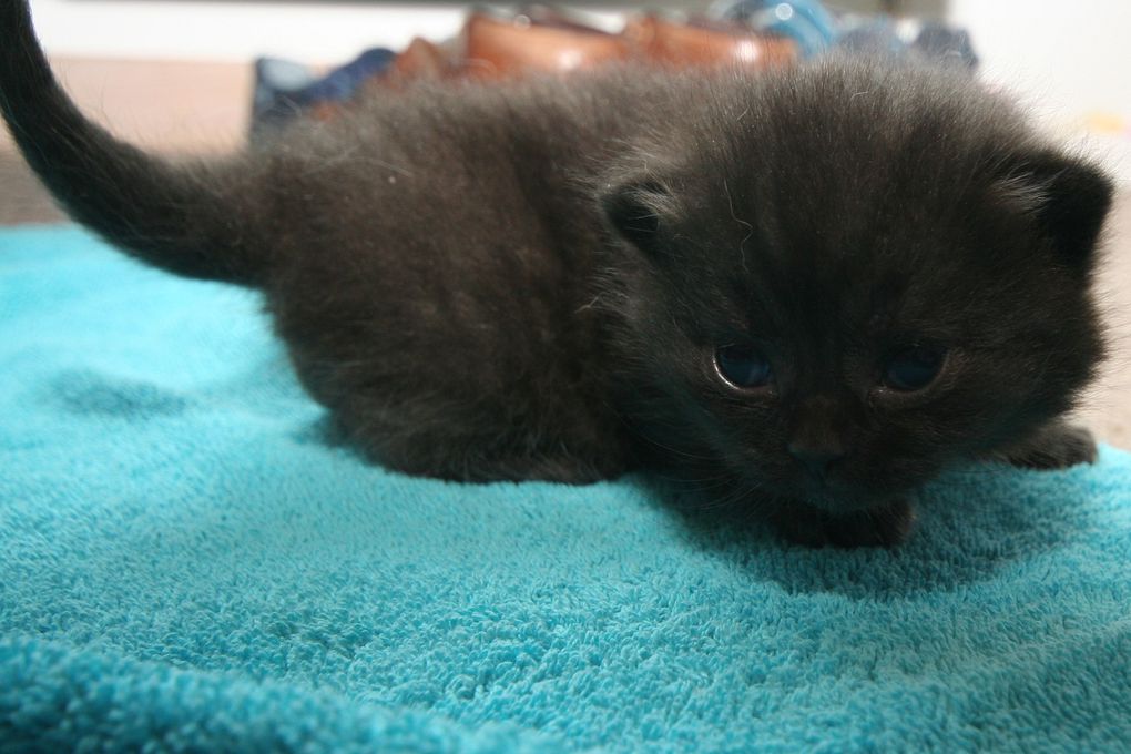 Photos de nos chatons de 2012.
Première portée : Falbala (Brtitish Shorthair)+ Dwayne (Highland Fold)