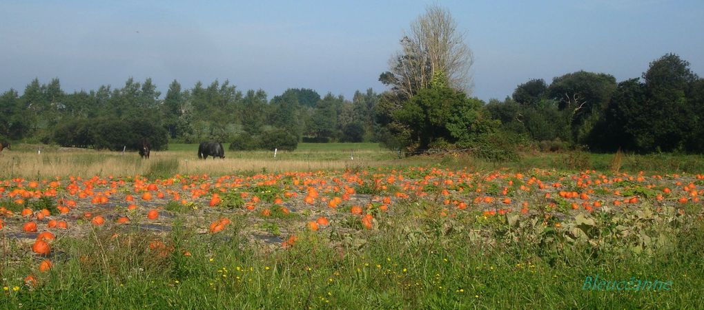 Prés et champs dont la mer n'est jamais éloignée, bois de korrigans et bords de dunes... Fleurs des champs!