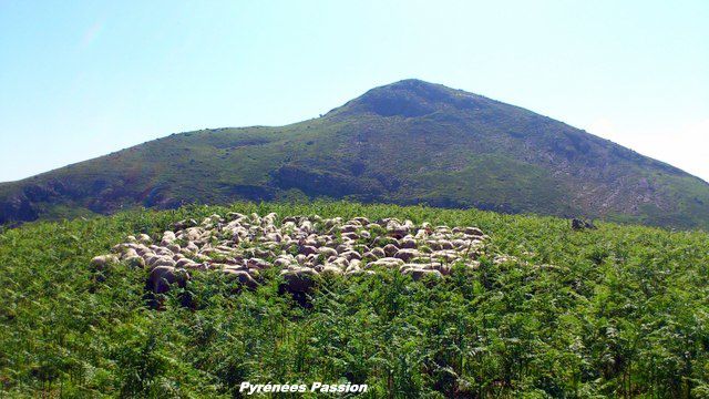 1ère étape de transhumance pour un mois (de mi-mai à mi-juin), avant de revenir cet automne