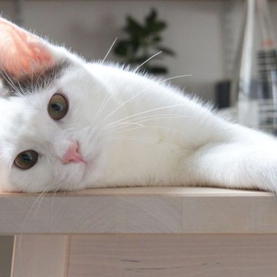  Avoir un chat dans la maison chasse la négativité : Ils chassent les mauvais esprits et sont bons pour l’âme