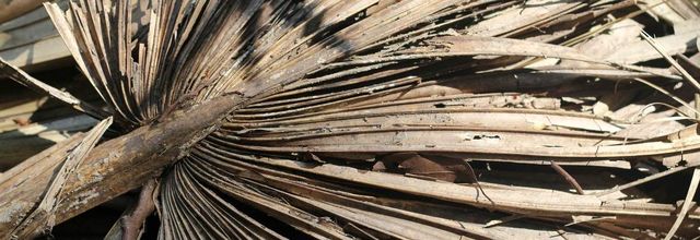 Autour d’une feuille