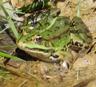 Les grenouilles de l'étang