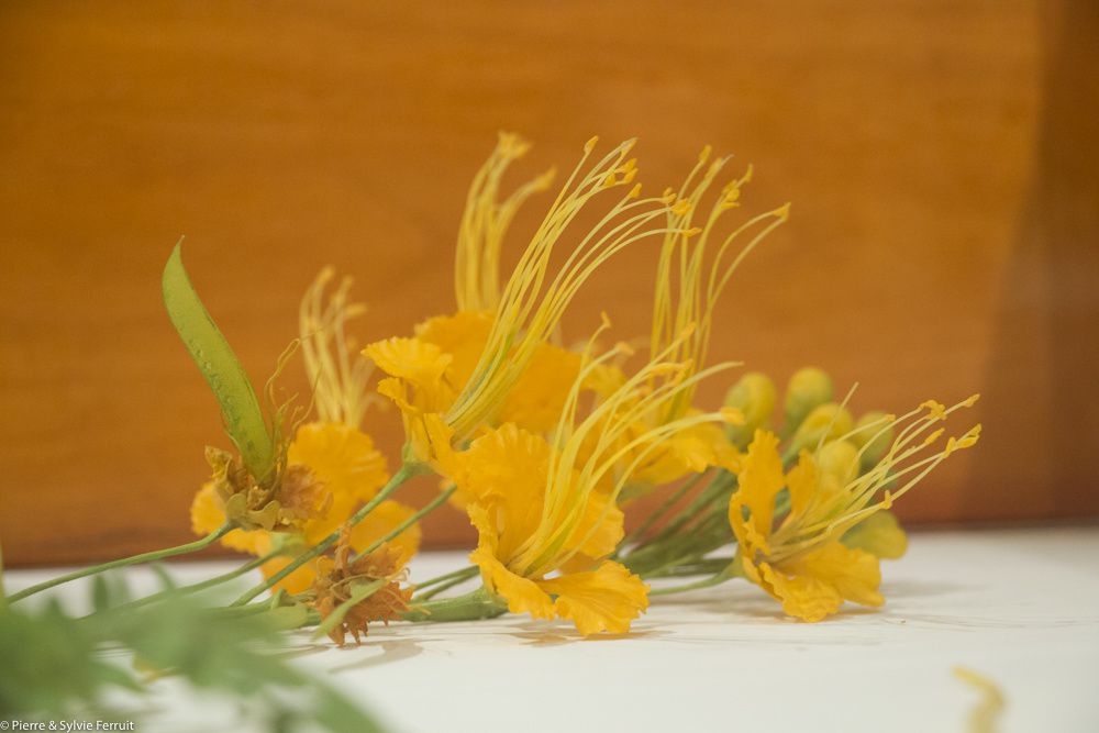 Détails de modèles de plantes en verre.