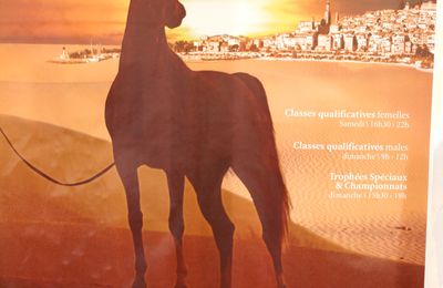 Menton championnat pur sang arabe mediterranee horse photo picture