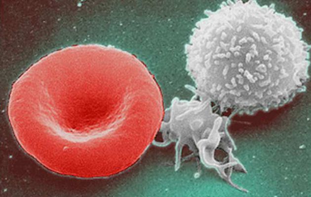 "Très prometteur:" Les chercheurs de l'USC découvrent comment régénérer votre système immunitaire dans 72 heures