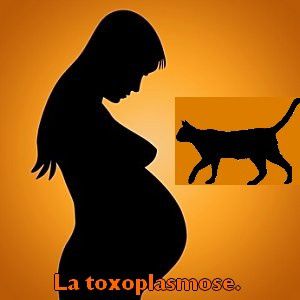 La toxoplasmose la psychose des femmes enceinte.