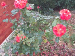 En décembre, rosier, forsythia, coronille, solanum  ... en fleurs !