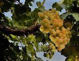 #Torrontes Producers Washington Vineyards