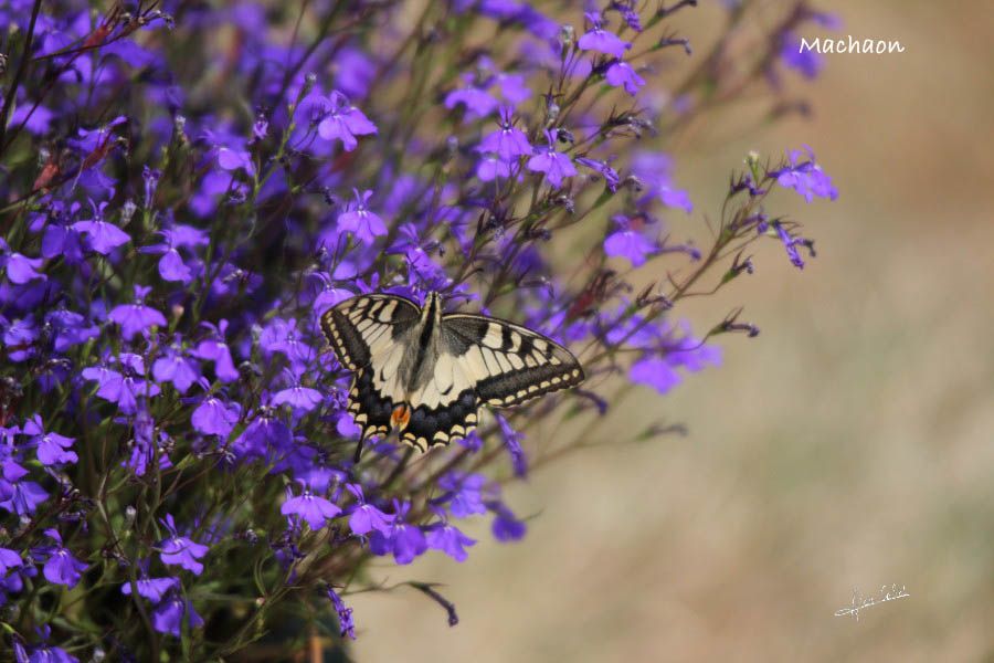 Machaon