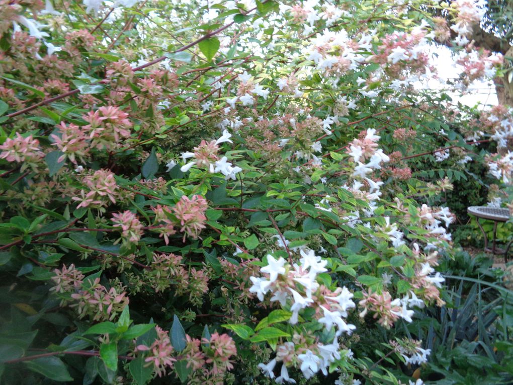 Mon jardin Le Clos fleuri en octobre à Chabeuil dans la Drôme  2023 ...