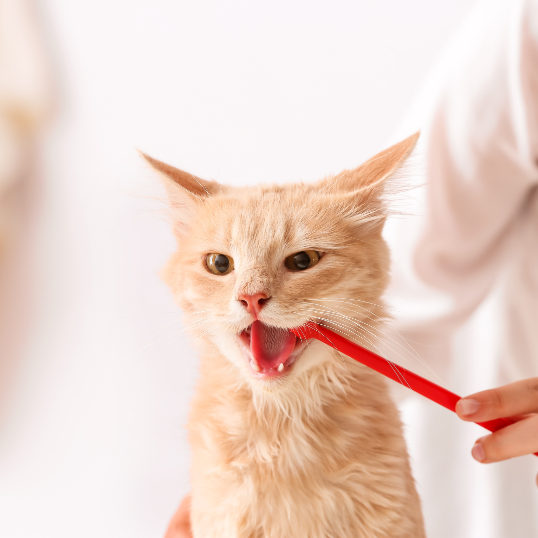 brosser les dents du chat