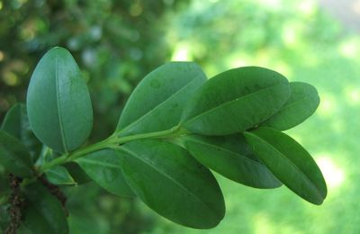 Le buis ou Buxus sempervirens