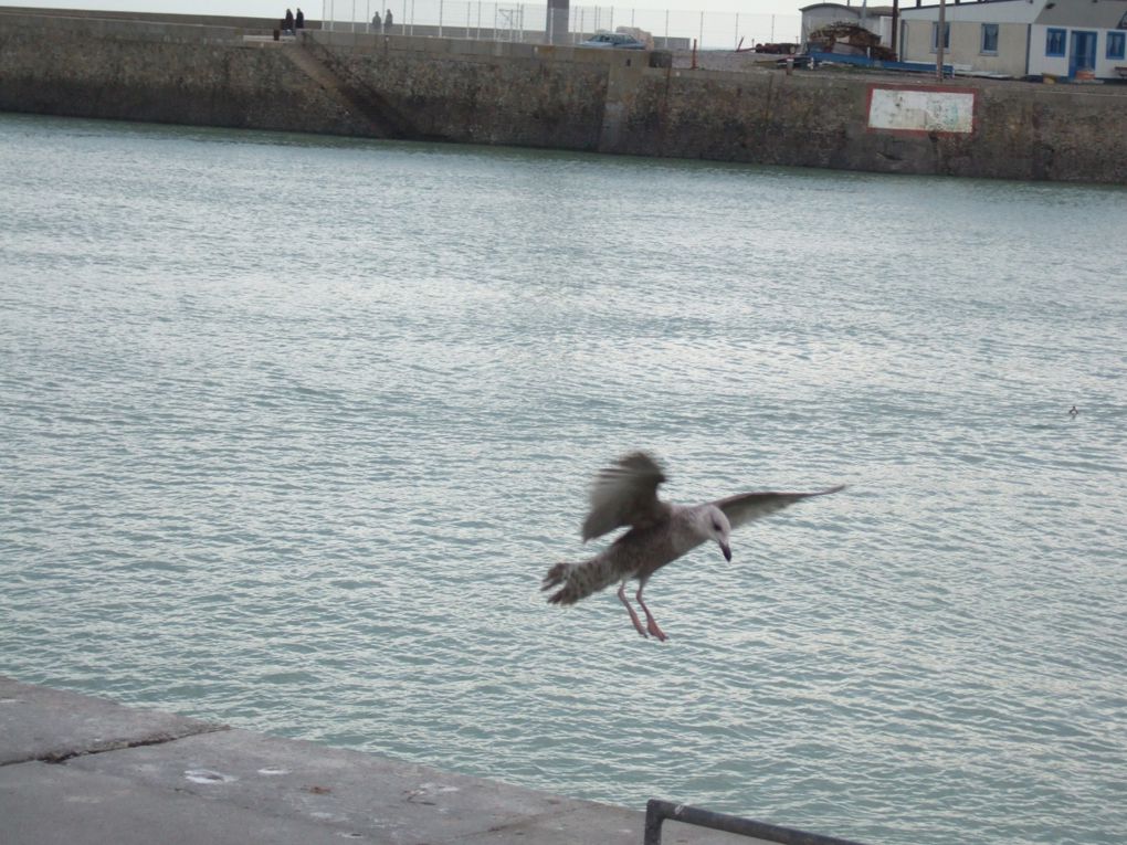 Album - PICARDIE-MARS-2008-TREPORT-ET-BAIE-DE-SOMME-.