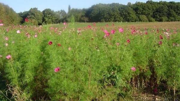 <p>tout ce qui parle de nature, ne notre jardin ... et de nos fauves ....</p>
<p>Sans oublier les petits zoziaux ;-)</p>