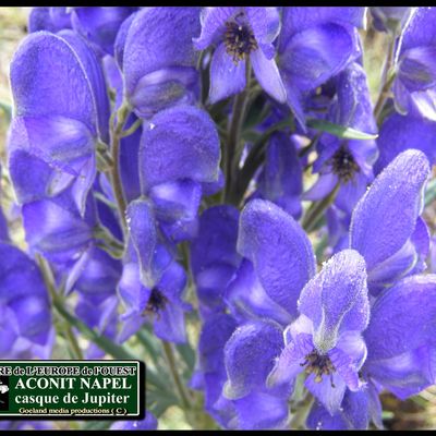 ACONIT et BELLADONE - deux plantes séductrices aux sucs vénéneux