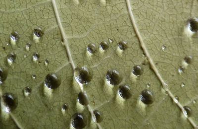 La petite goutte d'eau