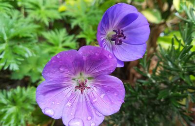 Geranium vivaces