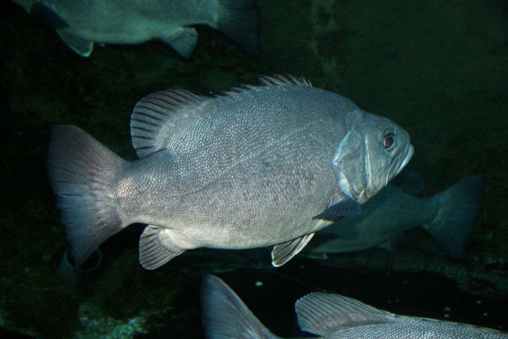 Visite de l'Océarium du Croisic Loire Atlantique