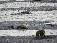 Je vous laisse admirer les trois ours... et le caribou mort! 